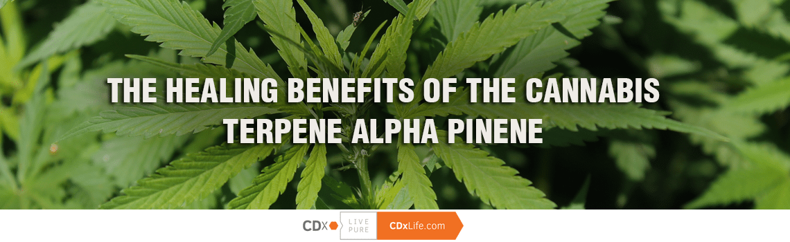 The Healing Benefits of the Cannabis Terpene Alpha Pinene