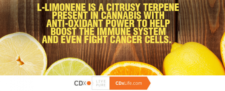 The Healing Scents of Cannabis