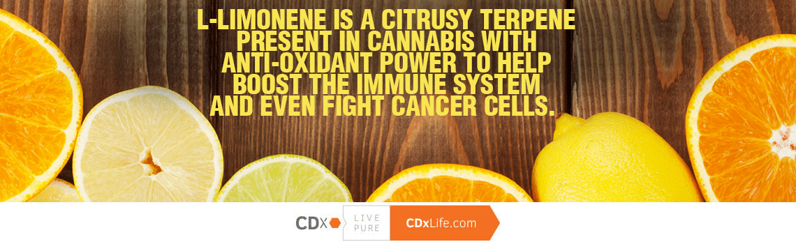 The Healing Scents of Cannabis