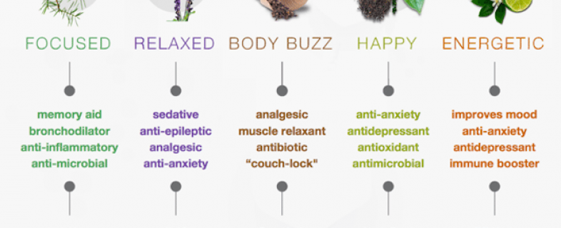 Terpenes: what can they do for you?