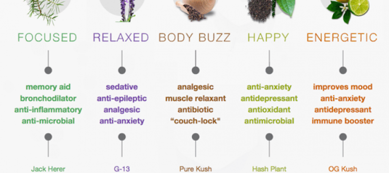 Terpenes: what can they do for you?
