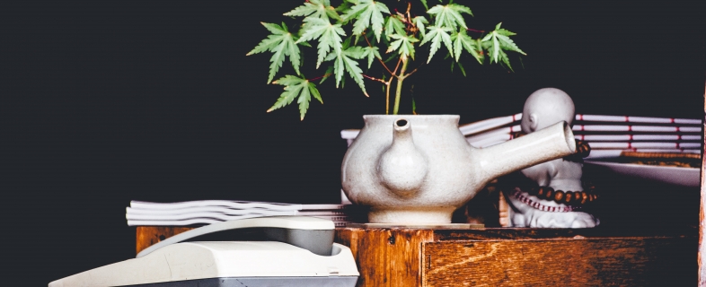 Cannabis and Opioids