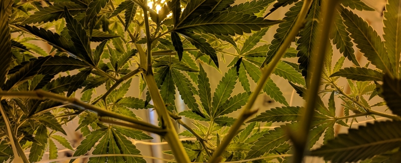 How To Start Your Own Cannabis Brand Easily