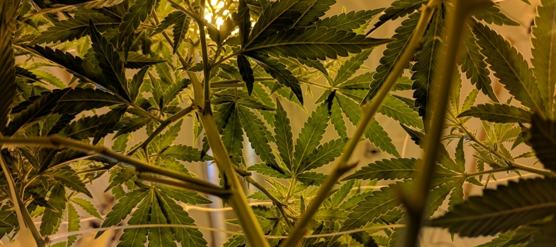 How To Start Your Own Cannabis Brand Easily