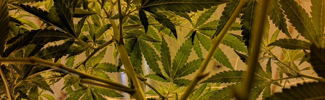 How To Start Your Own Cannabis Brand Easily