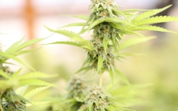 Marijuana Wins Big On 2020 Ballot
