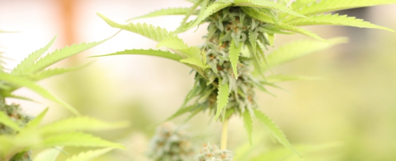 Marijuana Wins Big On 2020 Ballot
