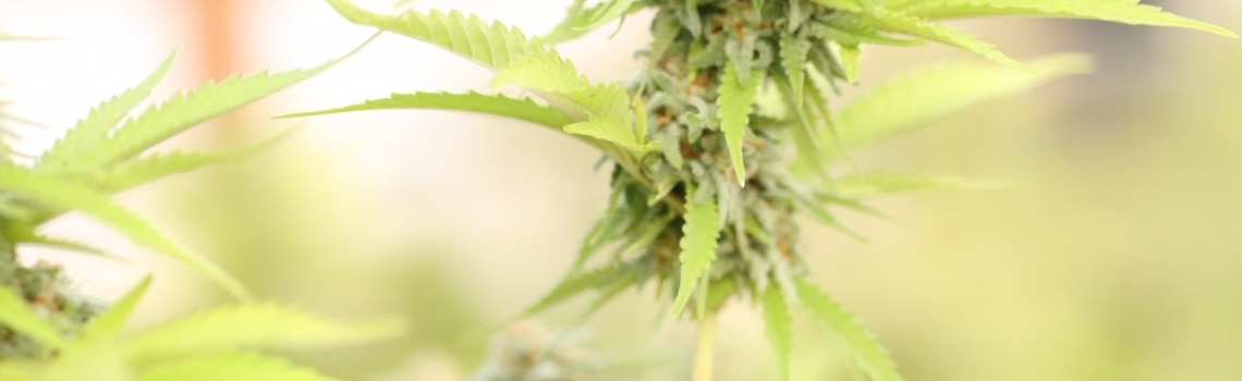 Marijuana Wins Big On 2020 Ballot