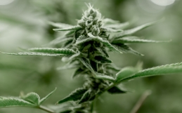 How To Pick Out Quality Cannabis