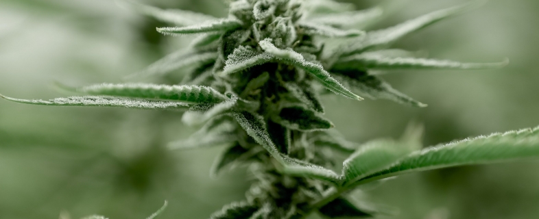 How To Pick Out Quality Cannabis