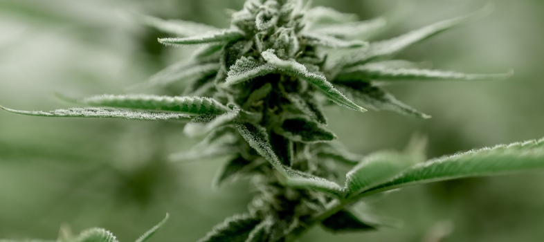 How To Pick Out Quality Cannabis