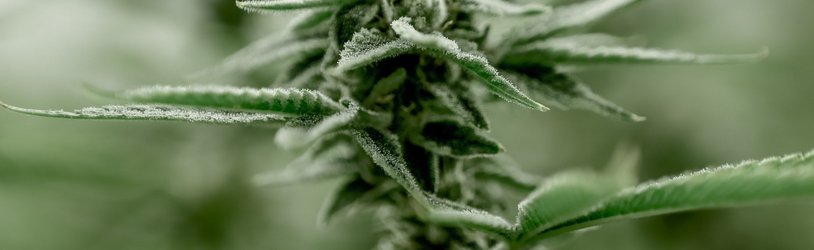 How To Pick Out Quality Cannabis