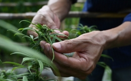 What You Need To Know About The Cannabis Testing Process
