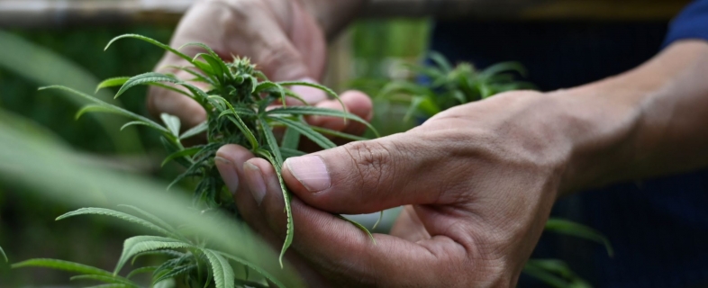 What You Need To Know About The Cannabis Testing Process