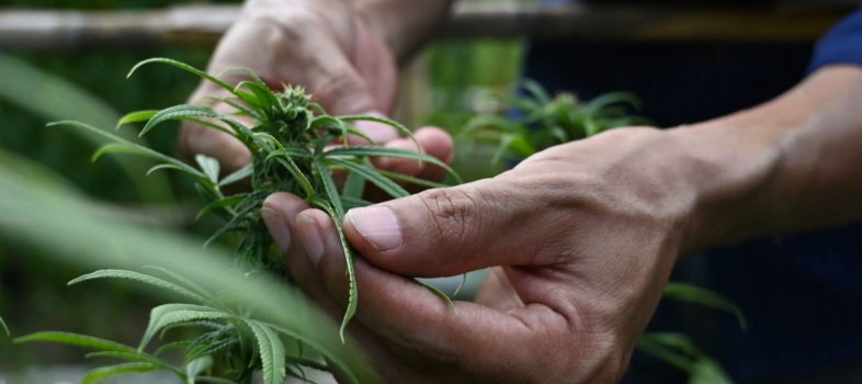 What You Need To Know About The Cannabis Testing Process