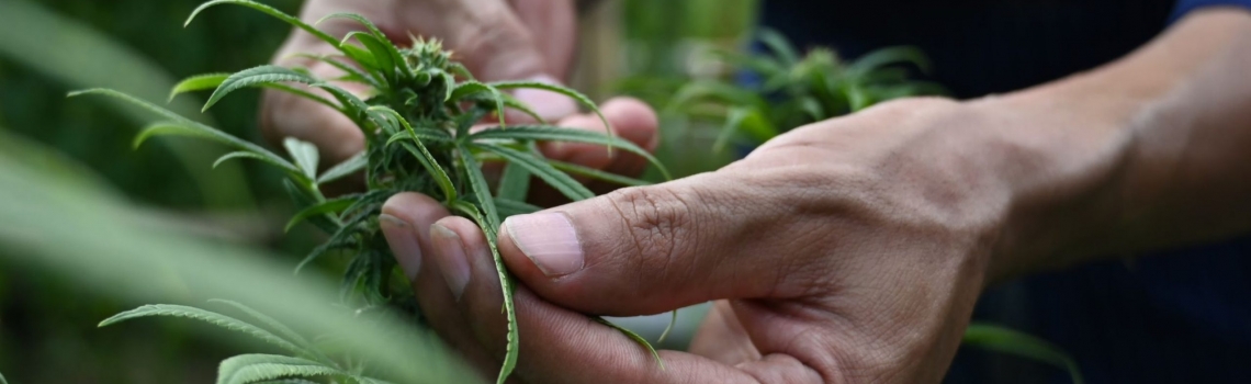 What You Need To Know About The Cannabis Testing Process